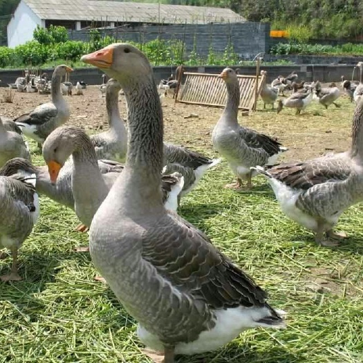 南宁郎德鹅苗