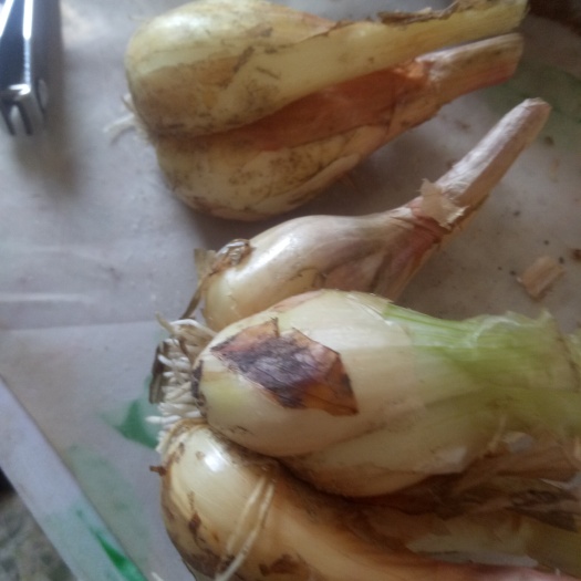漳浦县 四季葱头，小葱头种子品质好，全国地方均可种植，产量高，可食用