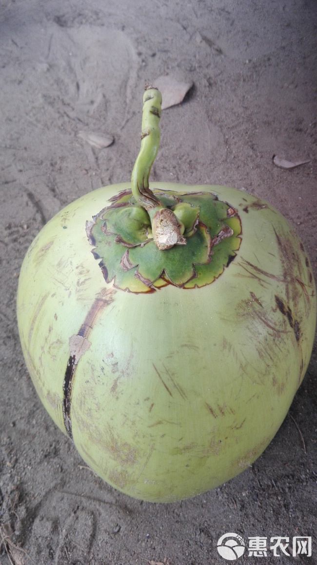 海南特产新鲜现摘青椰子当季应季水果