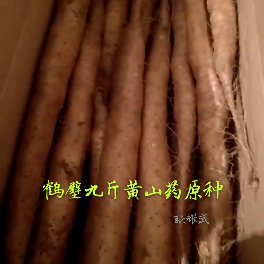 鹤壁山药种 九斤黄山药原种