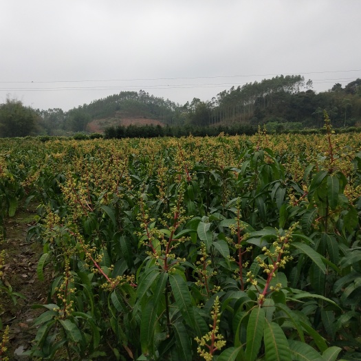 灵山县金煌芒果苗