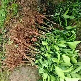 灵山县沃柑苗 嫁接苗 0.35~0.5米 