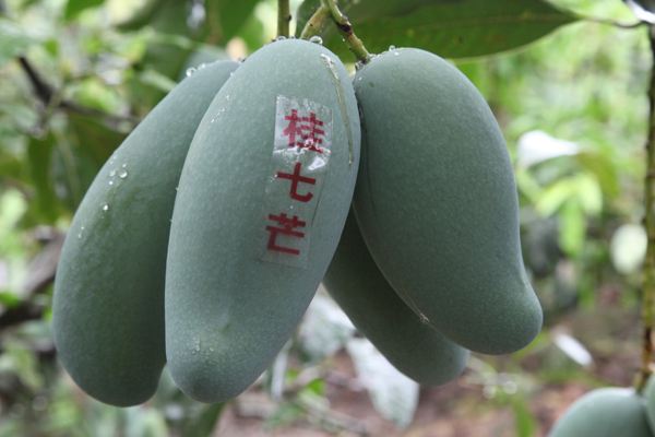 灵山县桂七芒果苗 