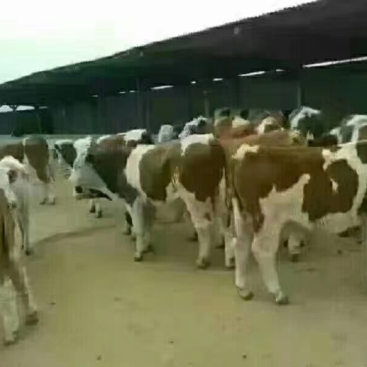 忻州出售各个品种的肉牛