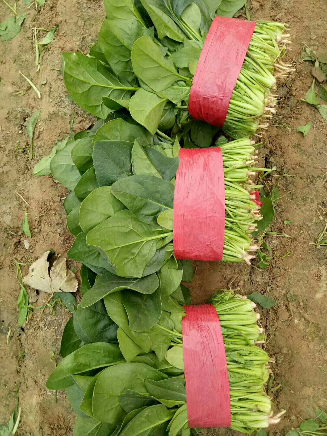 大叶菠菜  山东惠民万亩优质菠菜种植基地，质优价廉，保质保量