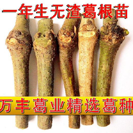 藤县粉葛种条