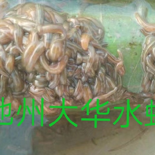 宽体金线蛭 宽体金线水蛭