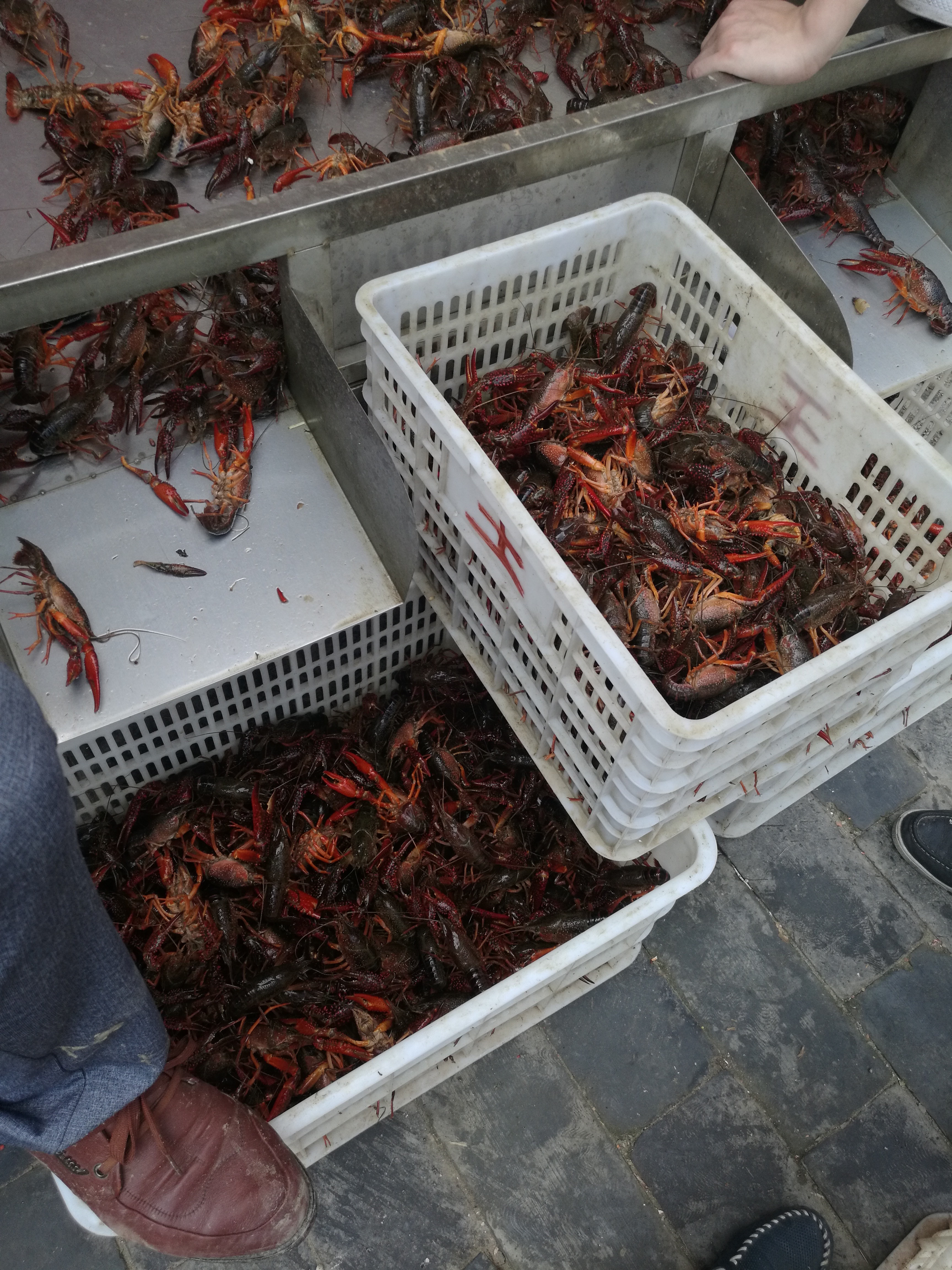 湖北潜江小龙虾规格齐全肉质饱满炮头底板干净虾苗有售，基地直发