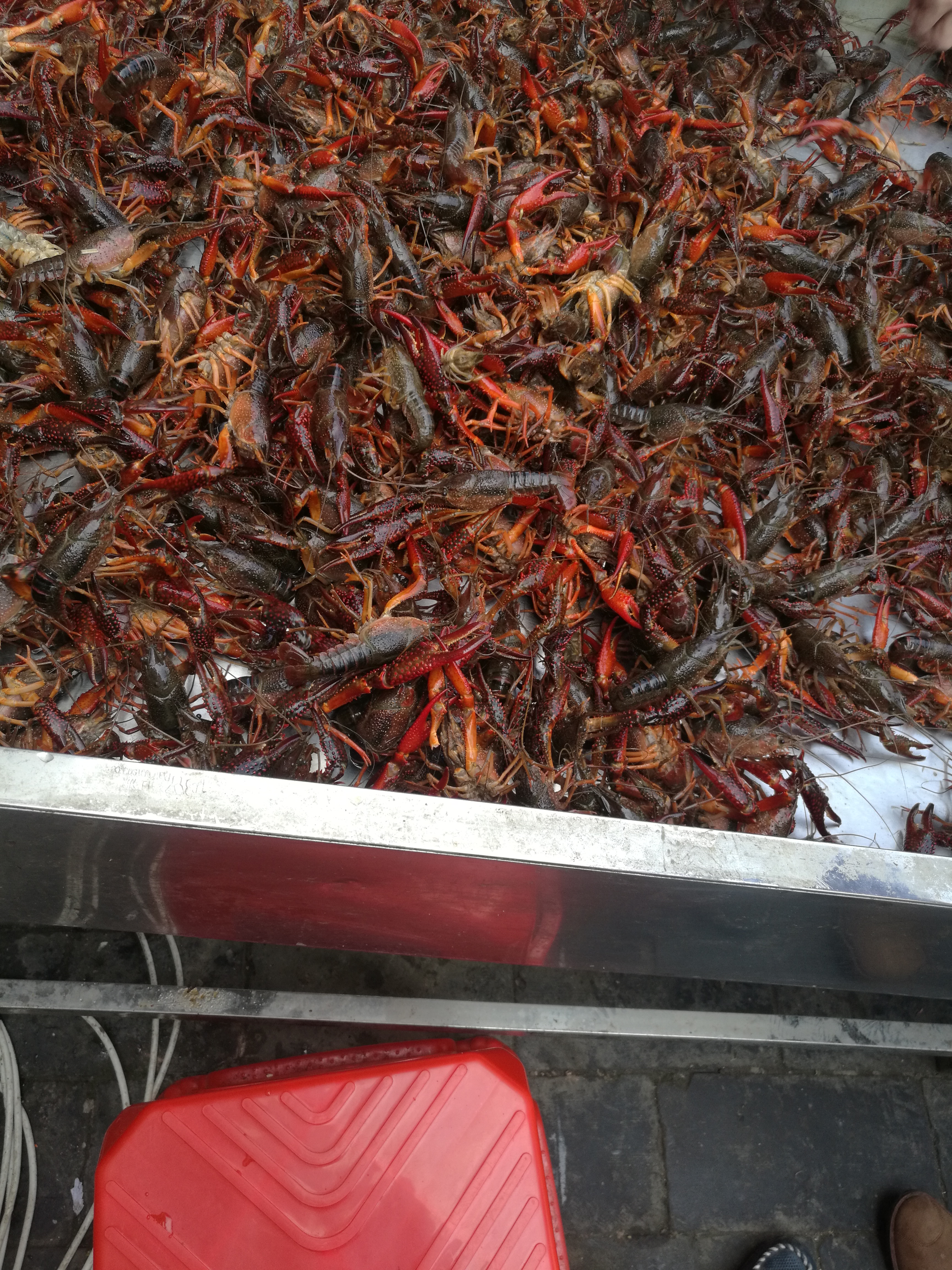 湖北潜江小龙虾规格齐全肉质饱满炮头底板干净虾苗有售，基地直发