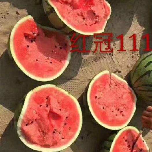 地雷西瓜种子  西瓜种子，红冠111西瓜种子，高产大果型西瓜种子纯红瓤糖度高
