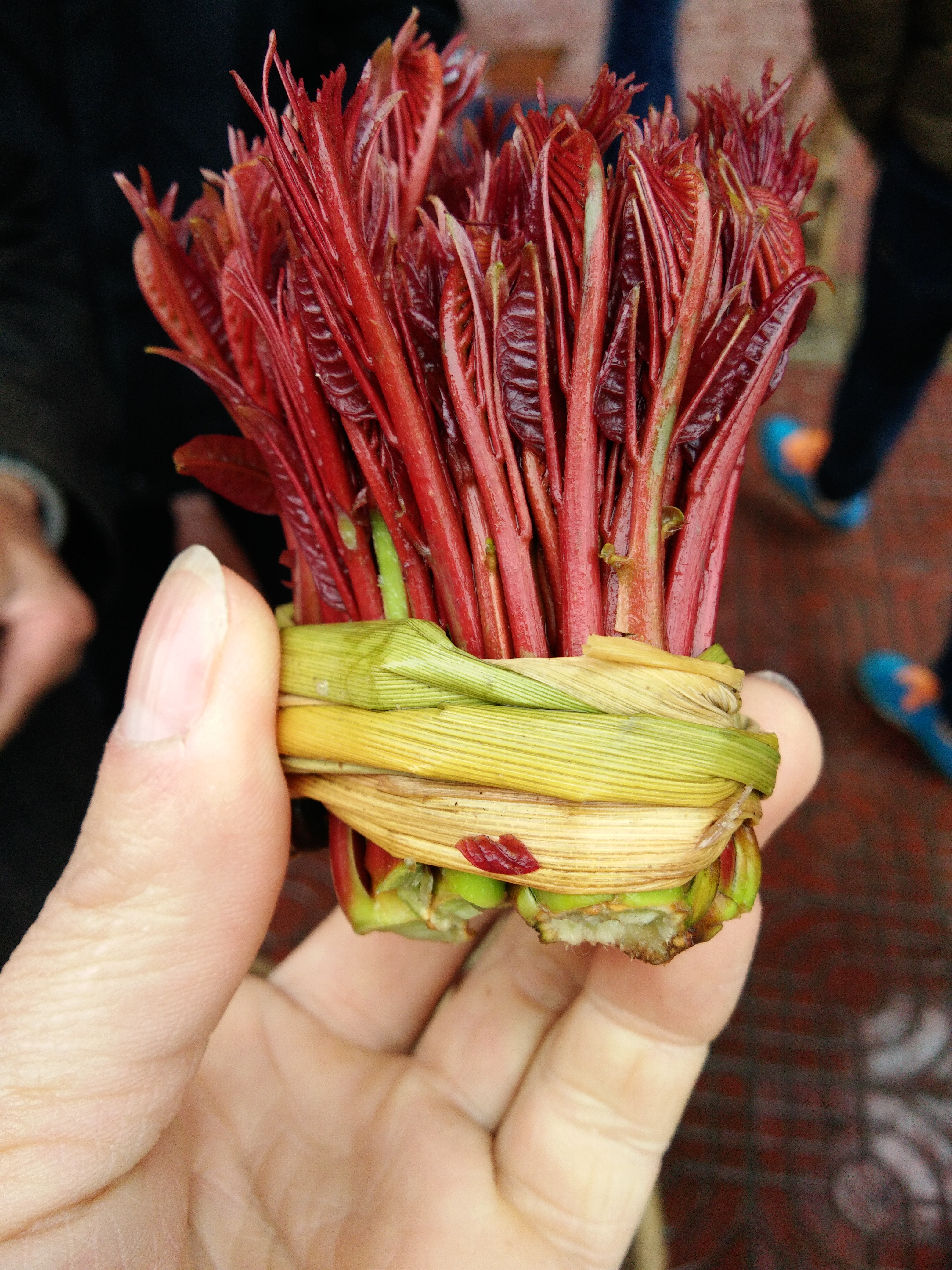 紅香椿芽 露天種植 箱裝 一級