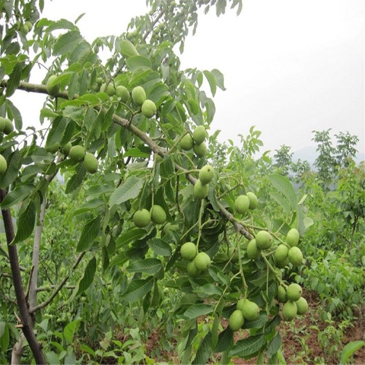 泰安香玲核桃苗 