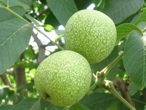 平邑县8518核桃苗 