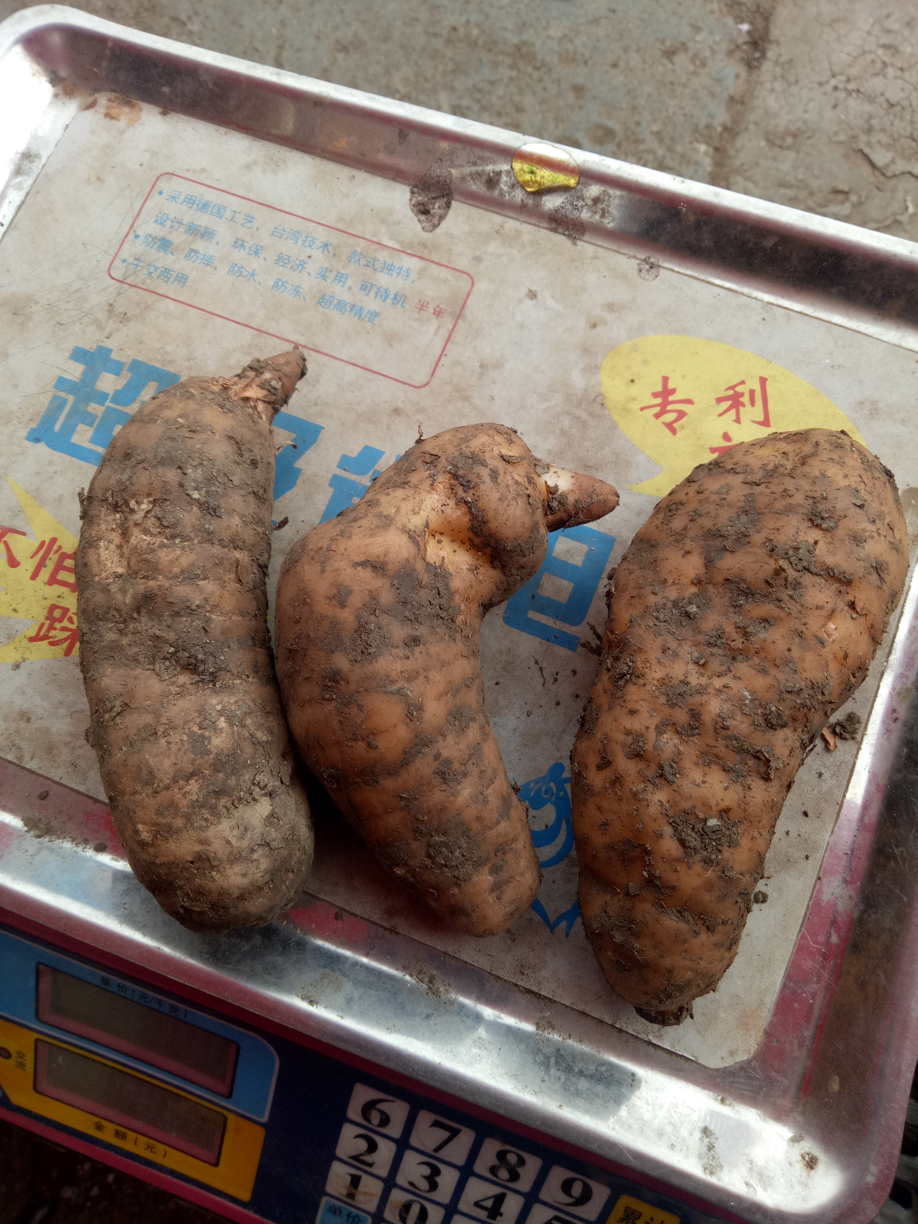 天麻 