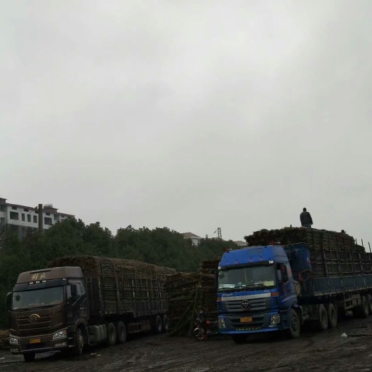 耒阳市金竹