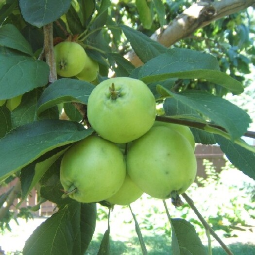 澳洲青苹果苗 1~1.5米 