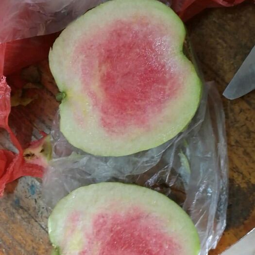 漳州番石榴苗