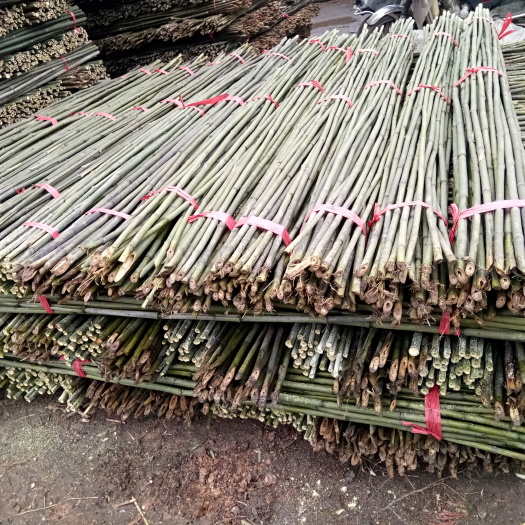 耒阳市黄金竹