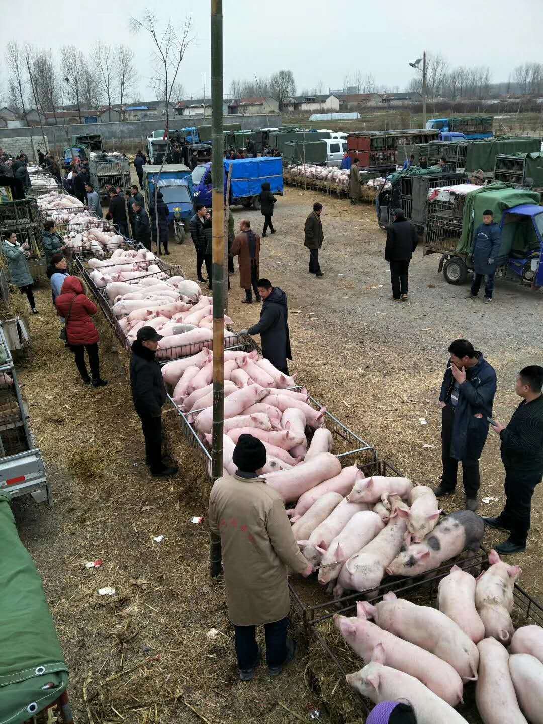 沂水县三元猪 猪场直供三元 大约克 杜洛克 土杂猪
