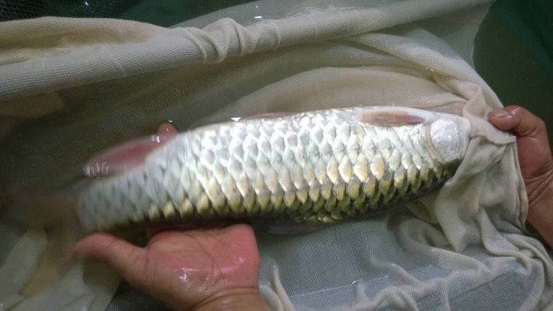 佛山 光倒刺耙鱼苗鱼场直销