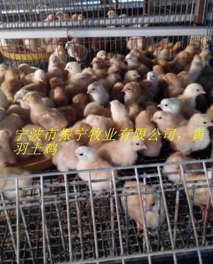 宁海县土鸡苗 