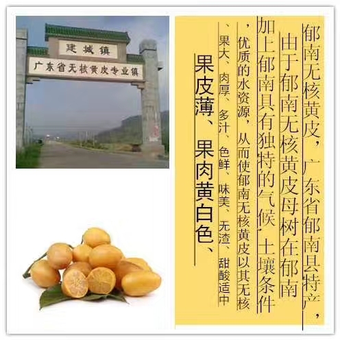 郁南县郁南建城原产地发货无核黄皮果苗