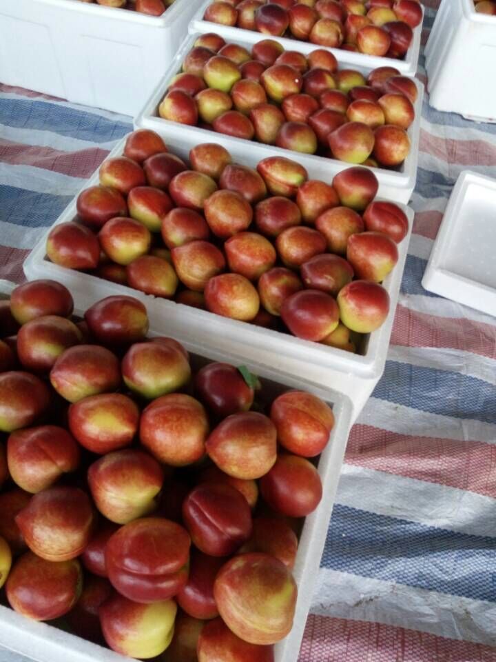  精品油桃大量上市  全国专线物流发货