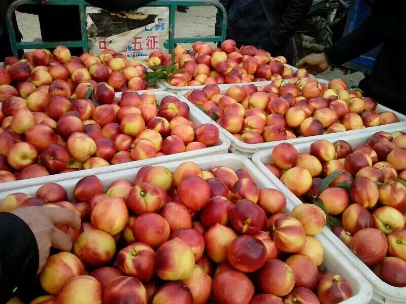  精品油桃大量上市  全国专线物流发货