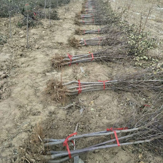 卢龙县寒富苹果树苗 寒富苹果树