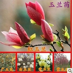 沭阳县紫玉兰  如意玉兰，玉兰带花苞发货