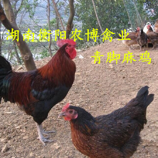 肉鸡苗 青脚麻肉鸡苗  快大型鸡苗  快大黑鸡苗 快羽