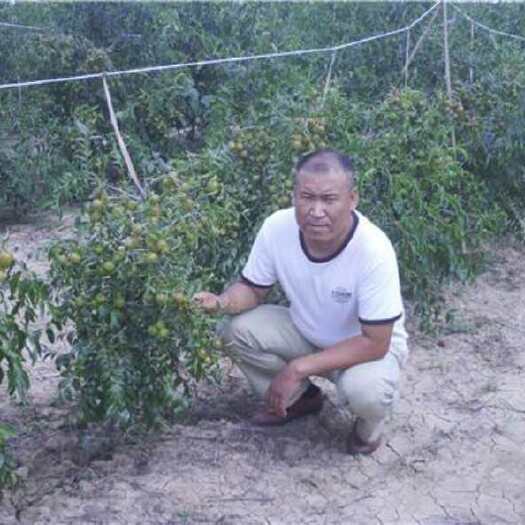 滨州冬枣树苗