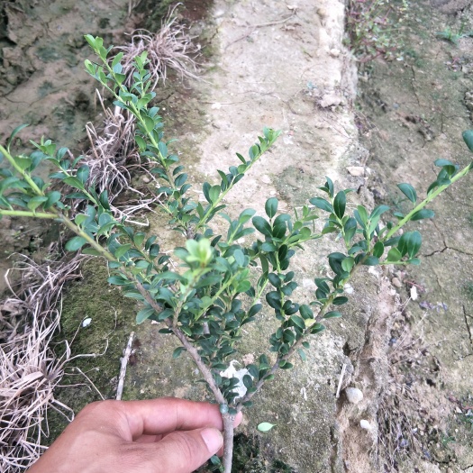 龟甲冬青