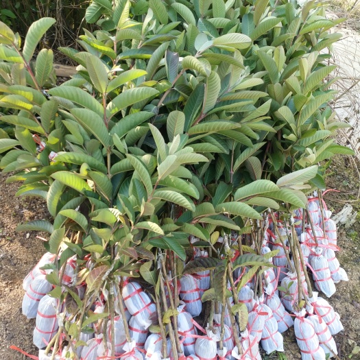 容县红心芭乐番石榴苗