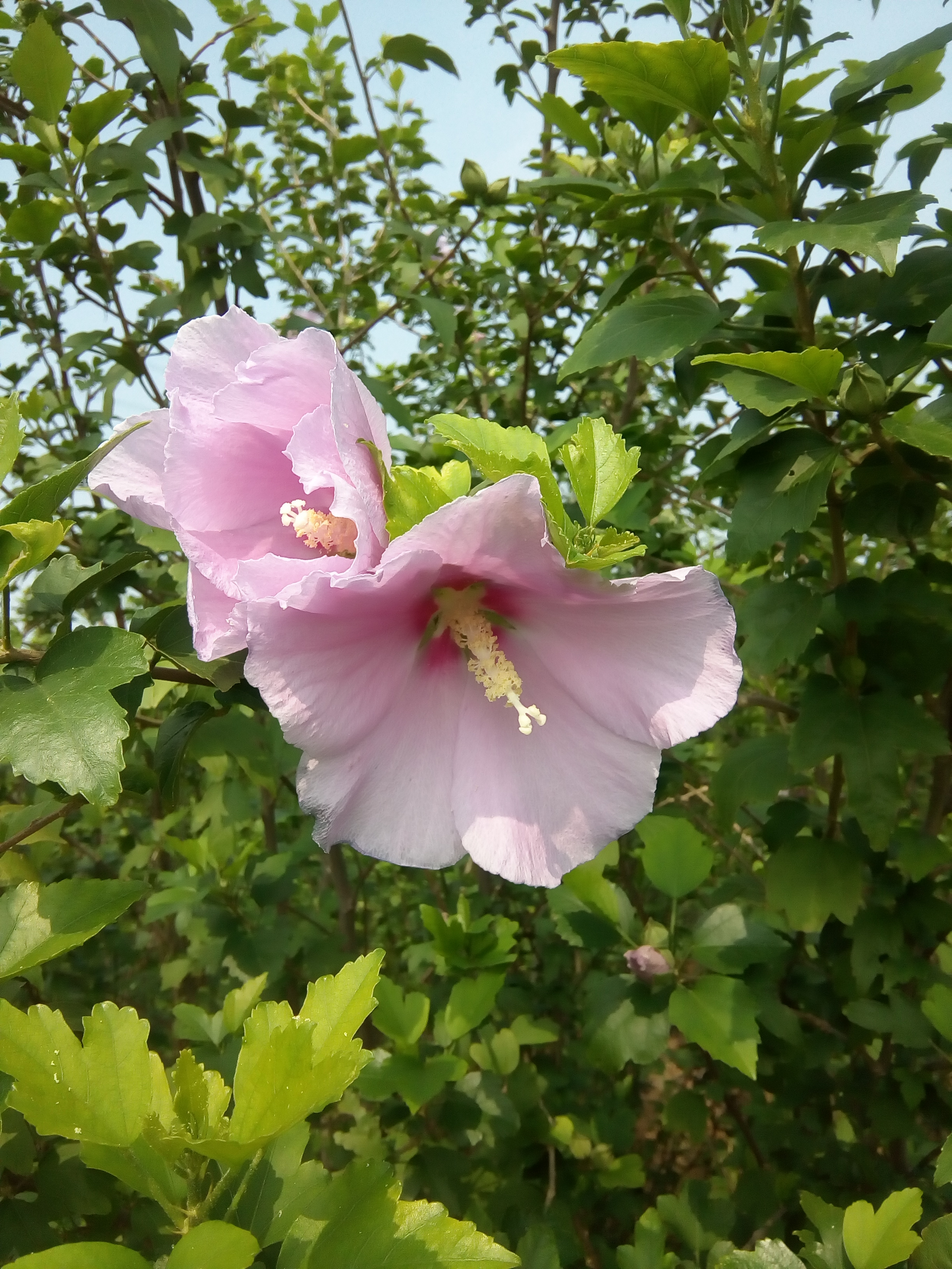 红花木槿树 