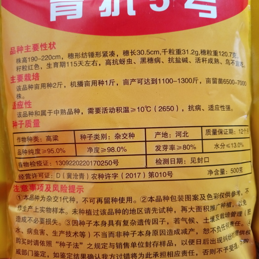 青县青抗5号 种子 