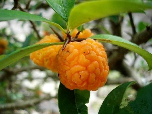 鄱阳县猴脑果苗 果实为橘红色或橙黄色 味道淳厚 香甜