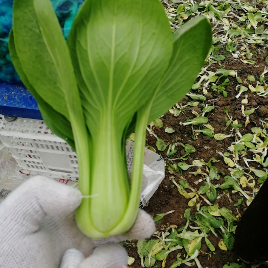 南通金品28青梗菜 上海青