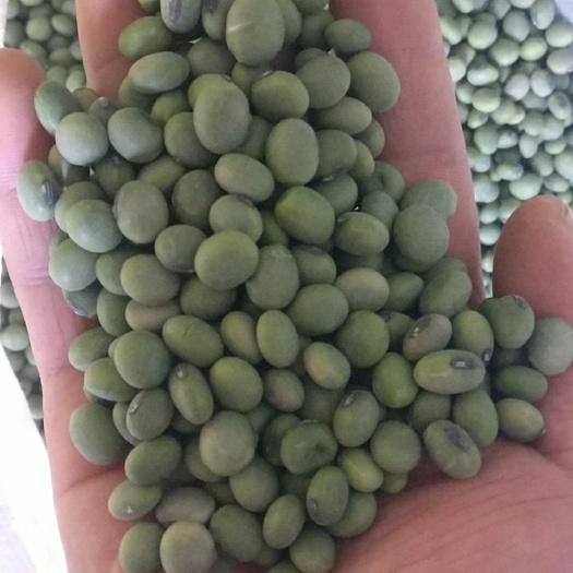 盐城江苏大颗粒黑嘴双青豆青黄豆 生大豆 1等品