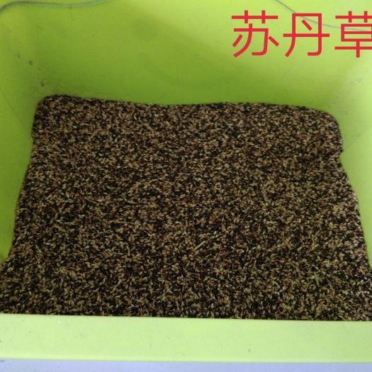 嘉祥县紫花苜蓿