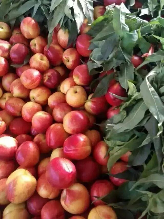  精品油桃大量上市  全国专线物流发货