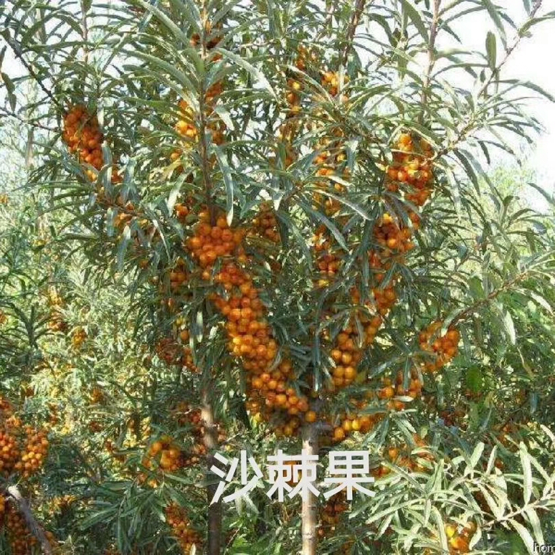 阜新蒙古族自治县沙棘苗