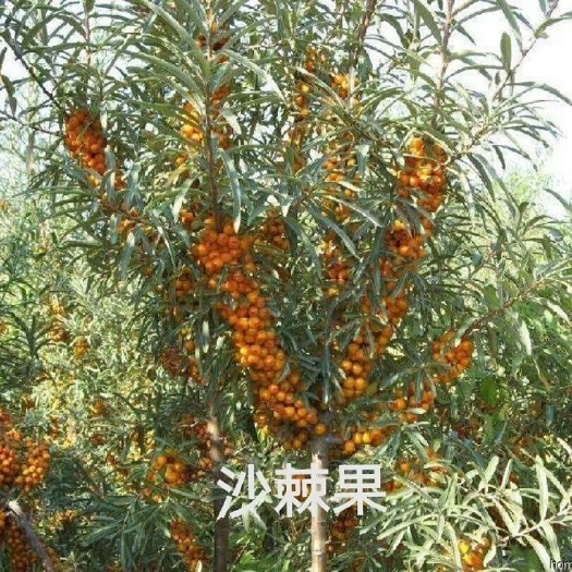 沙棘苗