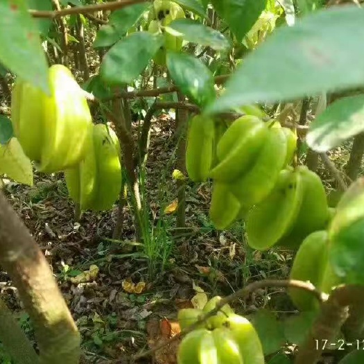 灵山县甜杨桃树 
