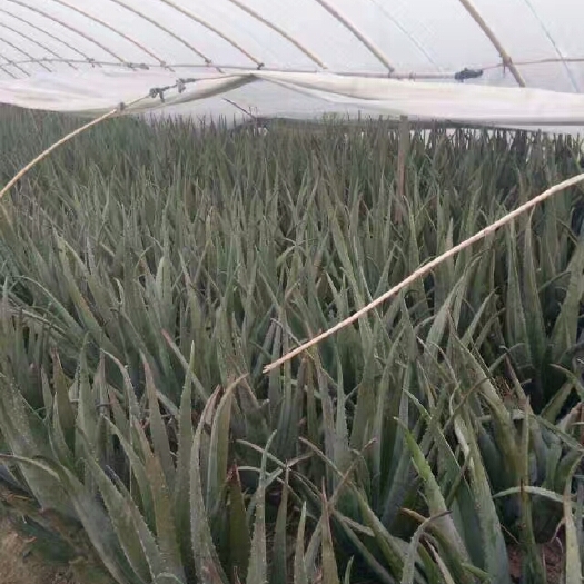 周口库拉索芦荟 20cm以上 