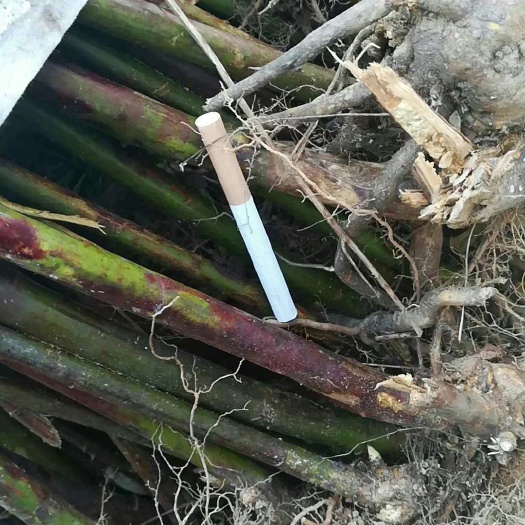 鄱阳县红树莓苗