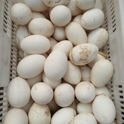 沭阳县三花鹅种蛋品种纯正包受精率货源充足路损包赔