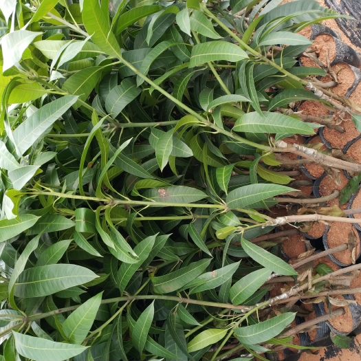 灵山县金煌芒果苗