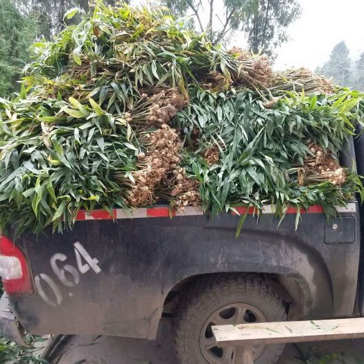 邵东市黄精种苗 