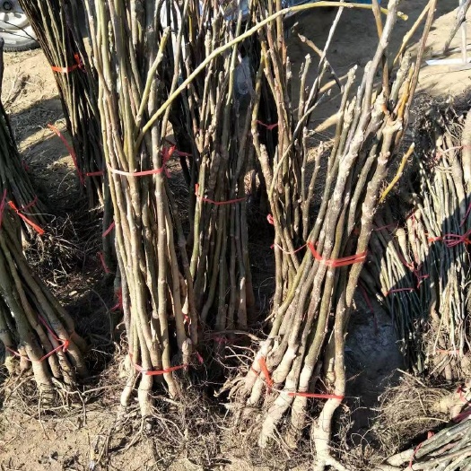 泰安8518核桃苗
